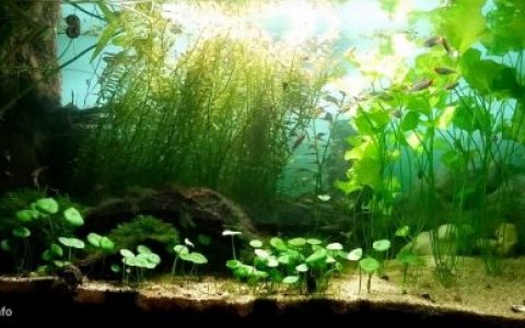 缅甸茵莱湖附近的一处无名泉原生缸造景 19年65名