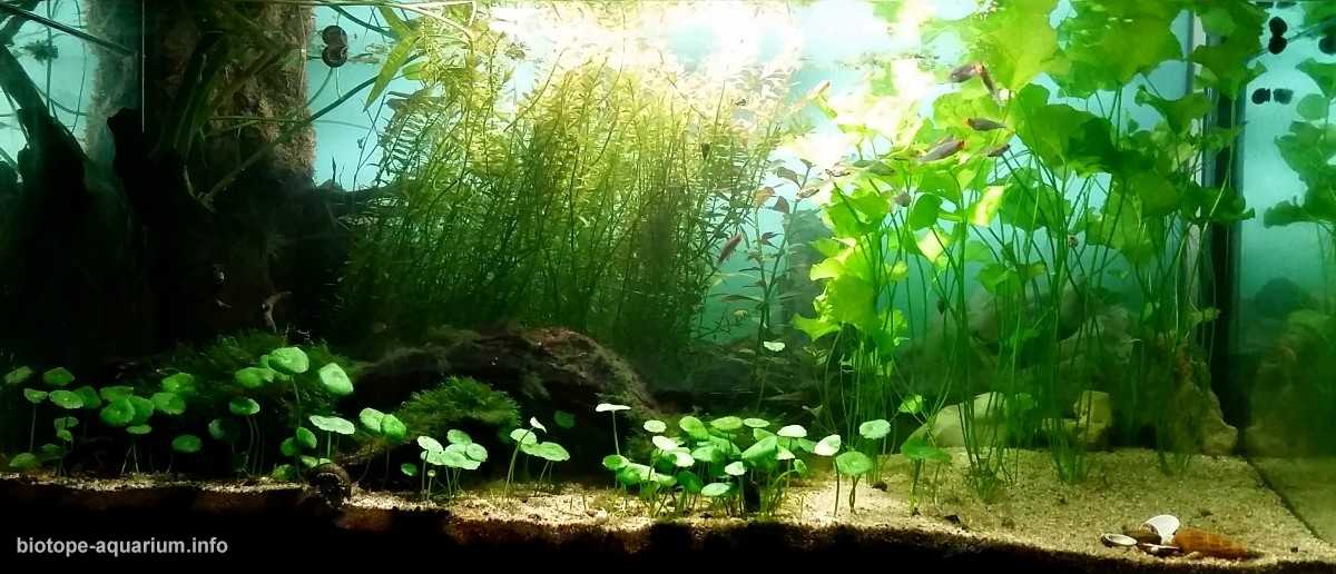 缅甸茵莱湖附近的一处无名泉原生缸造景 19年65名