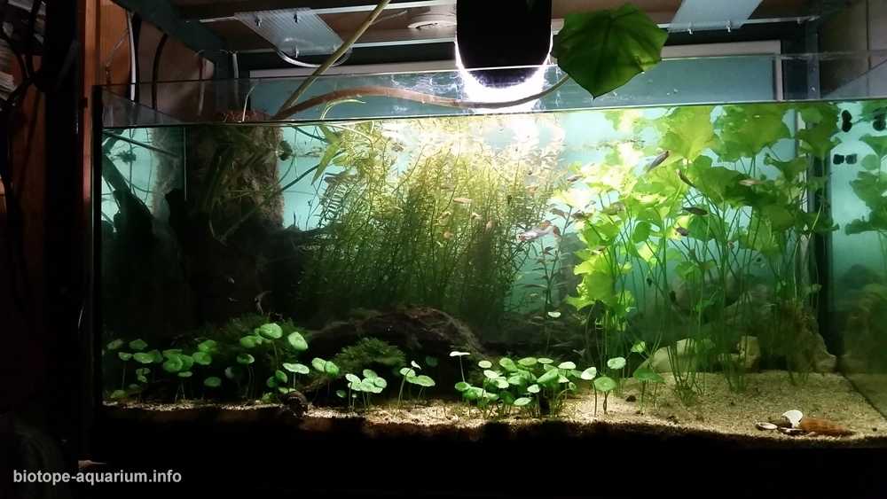 缅甸茵莱湖附近的一处无名泉原生缸造景 19年65名