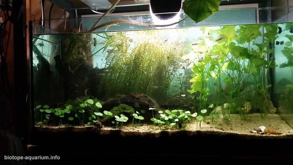 缅甸茵莱湖附近的一处无名泉原生缸造景 19年65名