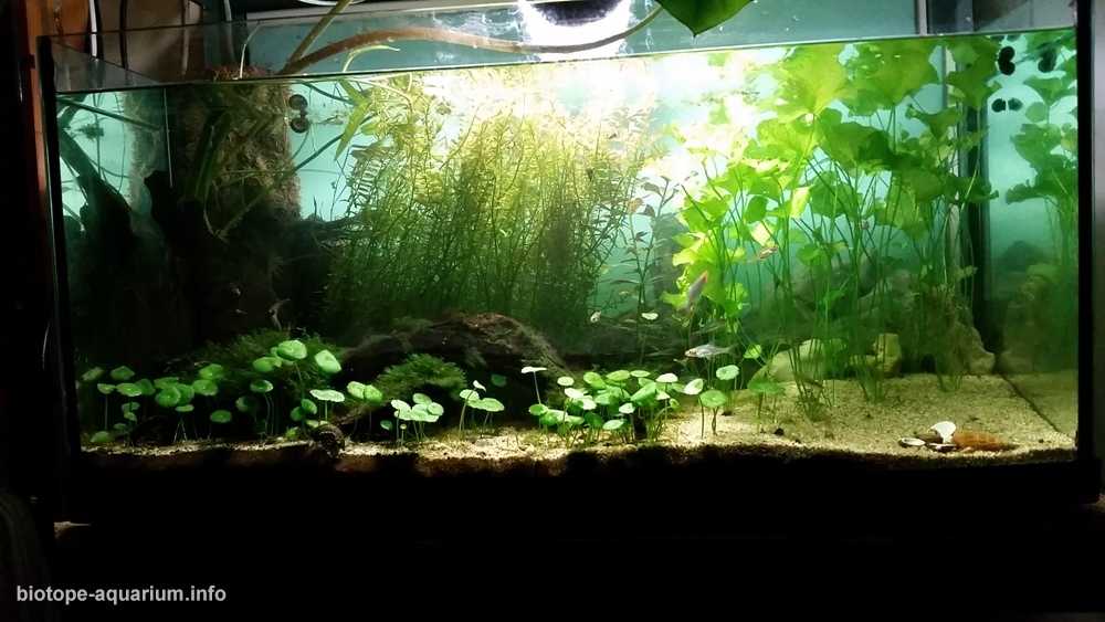 缅甸茵莱湖附近的一处无名泉原生缸造景 19年65名