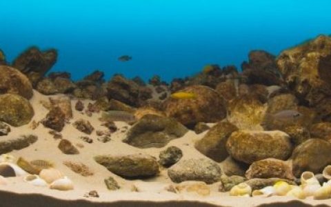 坦噶尼喀湖布卢角岩层原生缸造景 19年66名