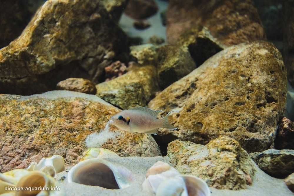 坦噶尼喀湖布卢角岩层原生缸造景 19年66名