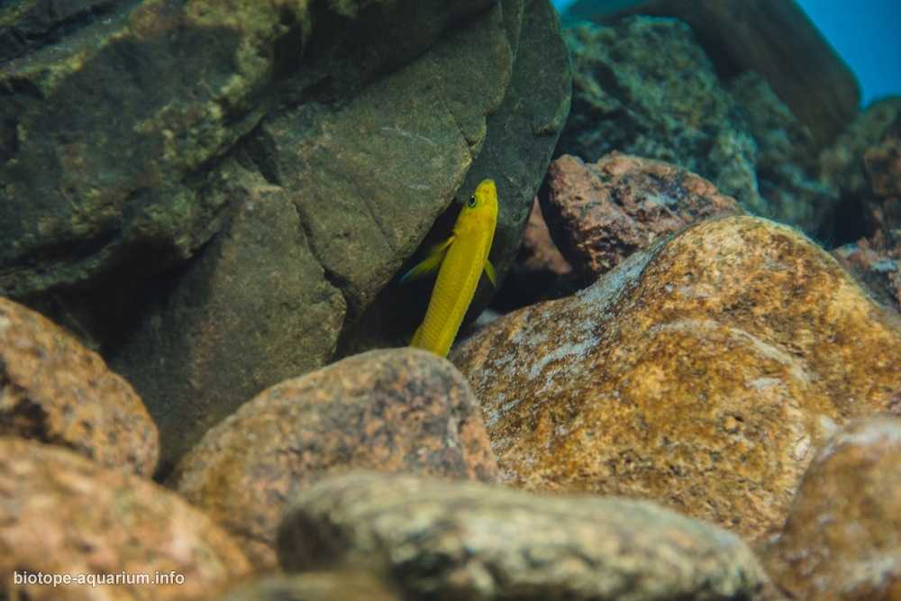 坦噶尼喀湖布卢角岩层原生缸造景 19年66名