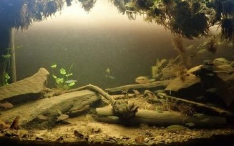 阿根廷巴拉那河附近的湿地原生缸造景 19年67名