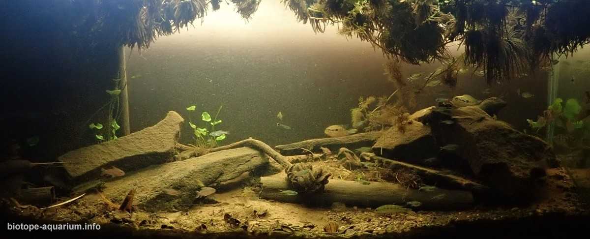 阿根廷巴拉那河附近的湿地原生缸造景 19年67名