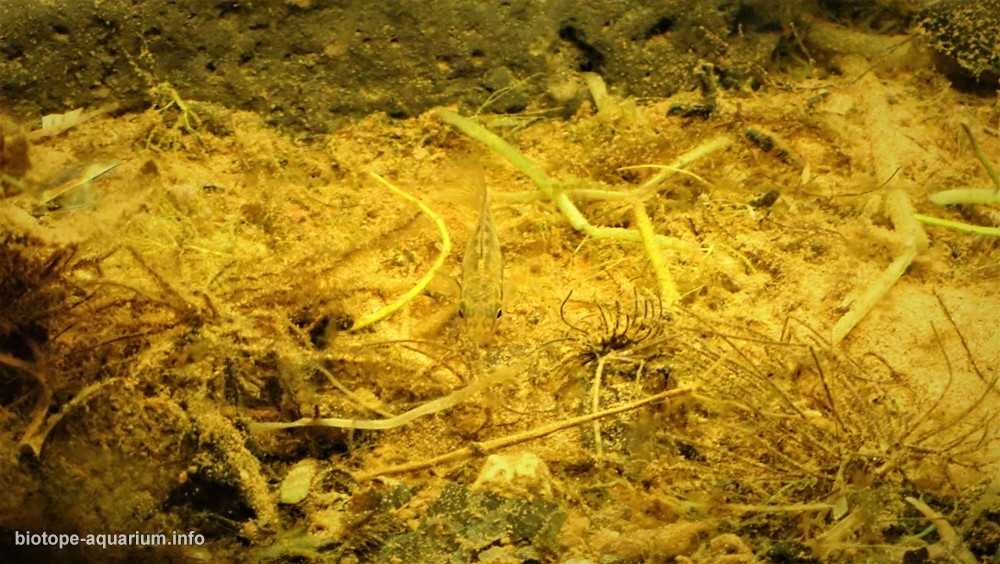 阿根廷巴拉那河附近的湿地原生缸造景 19年67名