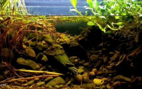 印尼旱季的普罗戈河郊区原生缸造景 19年68名