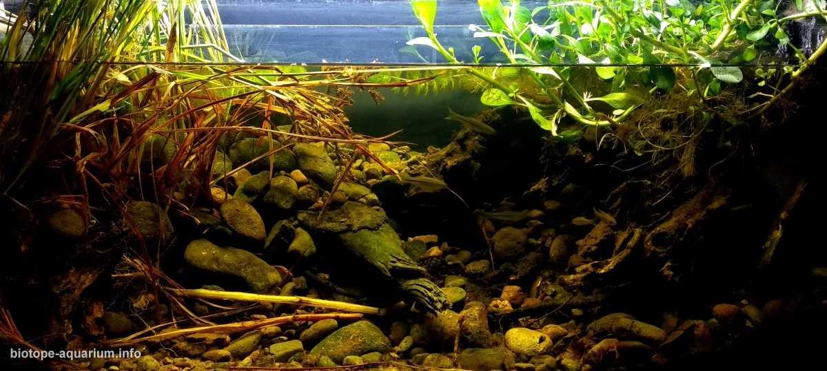 印尼旱季的普罗戈河郊区原生缸造景 19年68名