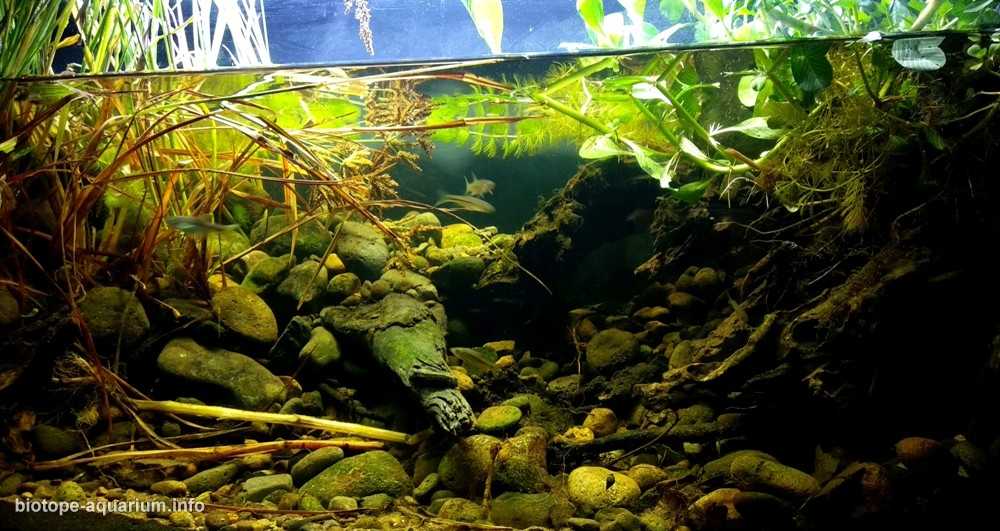印尼旱季的普罗戈河郊区原生缸造景 19年68名