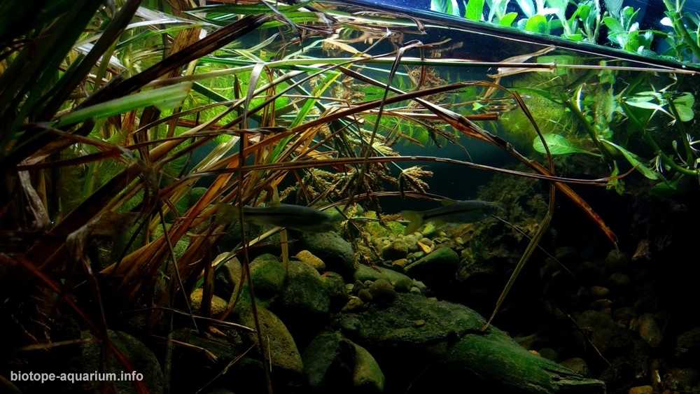 印尼旱季的普罗戈河郊区原生缸造景 19年68名