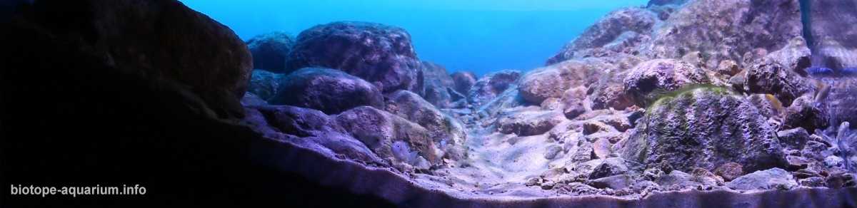 马拉维湖利科马岛的岩石栖息地原生缸造景 19年第69名