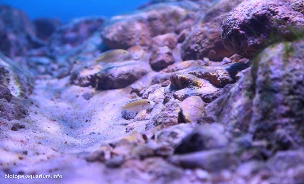 马拉维湖利科马岛的岩石栖息地原生缸造景 19年第69名