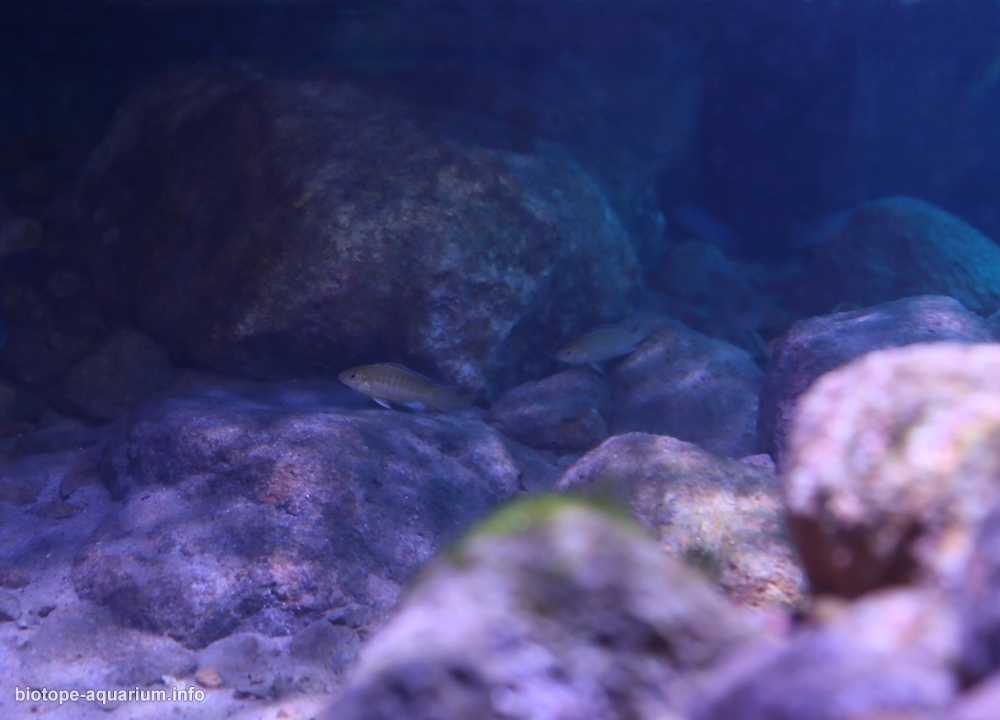 马拉维湖利科马岛的岩石栖息地原生缸造景 19年第69名