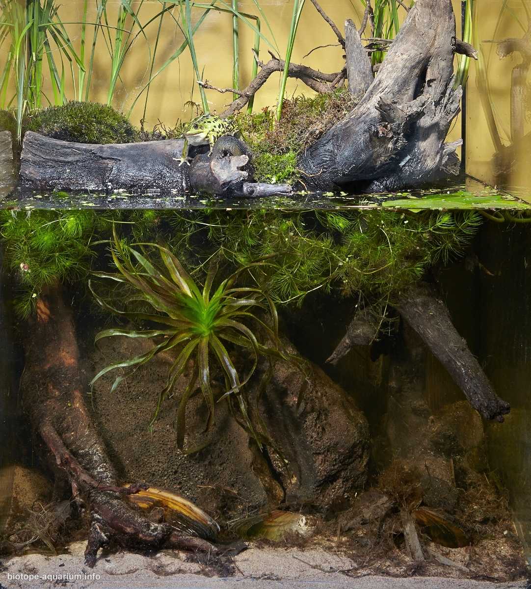 俄罗斯列宁格勒附近的小湖原生缸造景19年70名