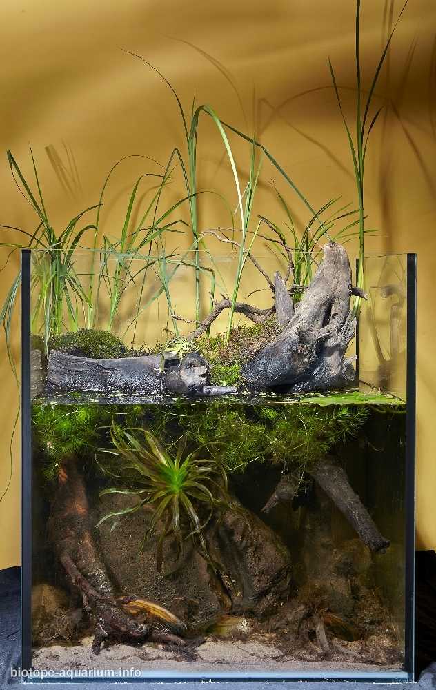 俄罗斯列宁格勒附近的小湖原生缸造景19年70名