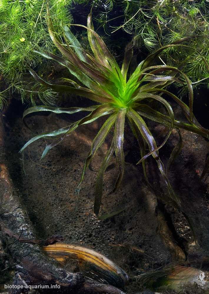 俄罗斯列宁格勒附近的小湖原生缸造景19年70名