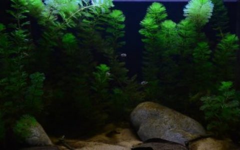 印度喀拉拉邦潘巴河沿岸 原生缸造景 19年第71名