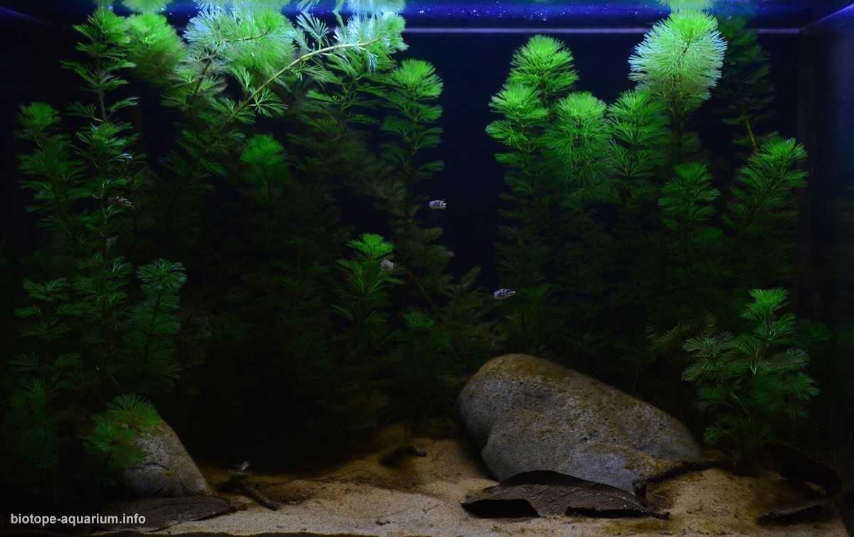 印度喀拉拉邦潘巴河沿岸 原生缸造景 19年第71名