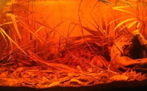 巴西乌阿佩斯河帕内拉湖的丛林水道原生缸造景 19年73名