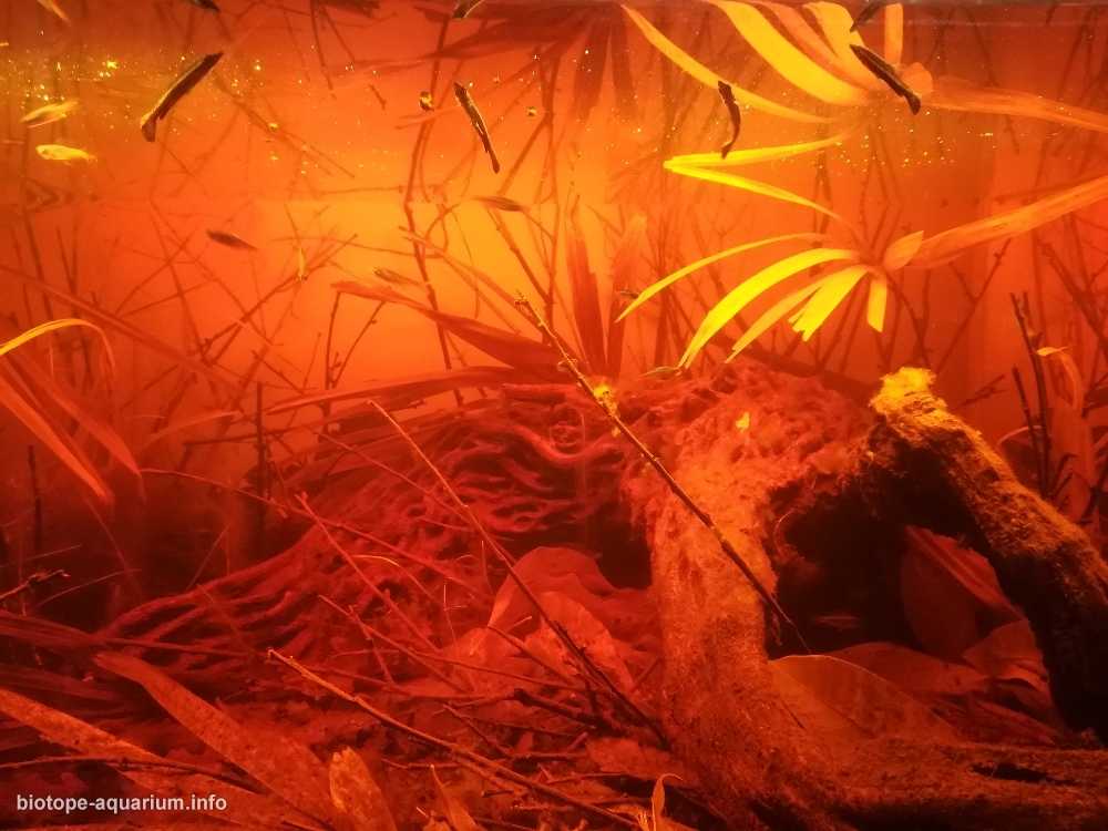 巴西乌阿佩斯河帕内拉湖的丛林水道原生缸造景 19年73名