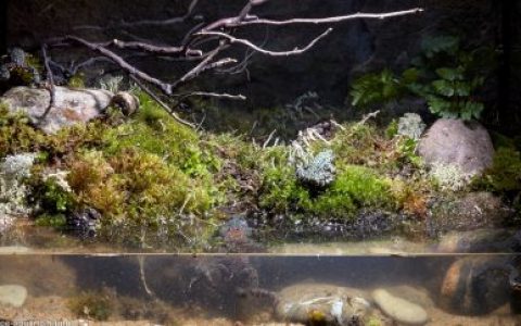 俄罗斯滨海边疆自然保护区森林路边水渠原生缸造景 19年74名