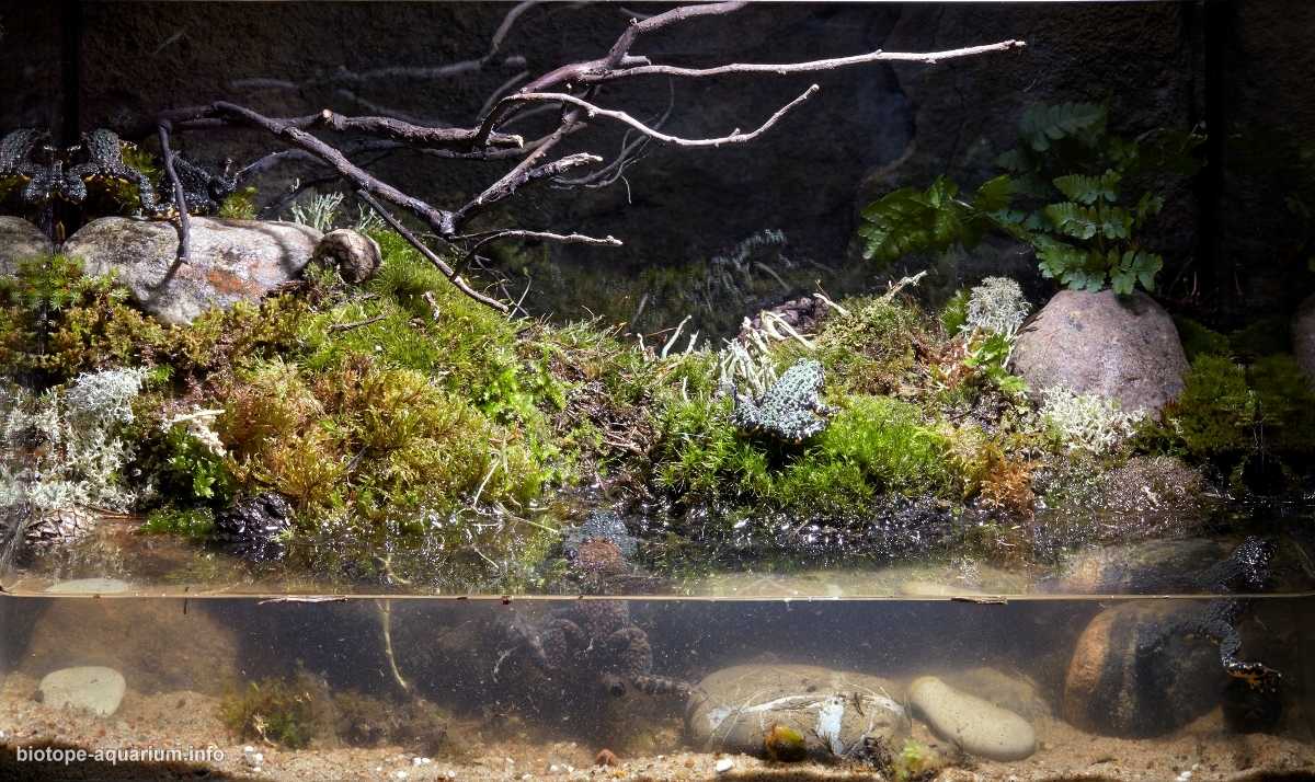 俄罗斯滨海边疆自然保护区森林路边水渠原生缸造景 19年74名