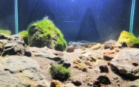 莫斯科奥卡河的石质河岸原生缸造景 19年75名
