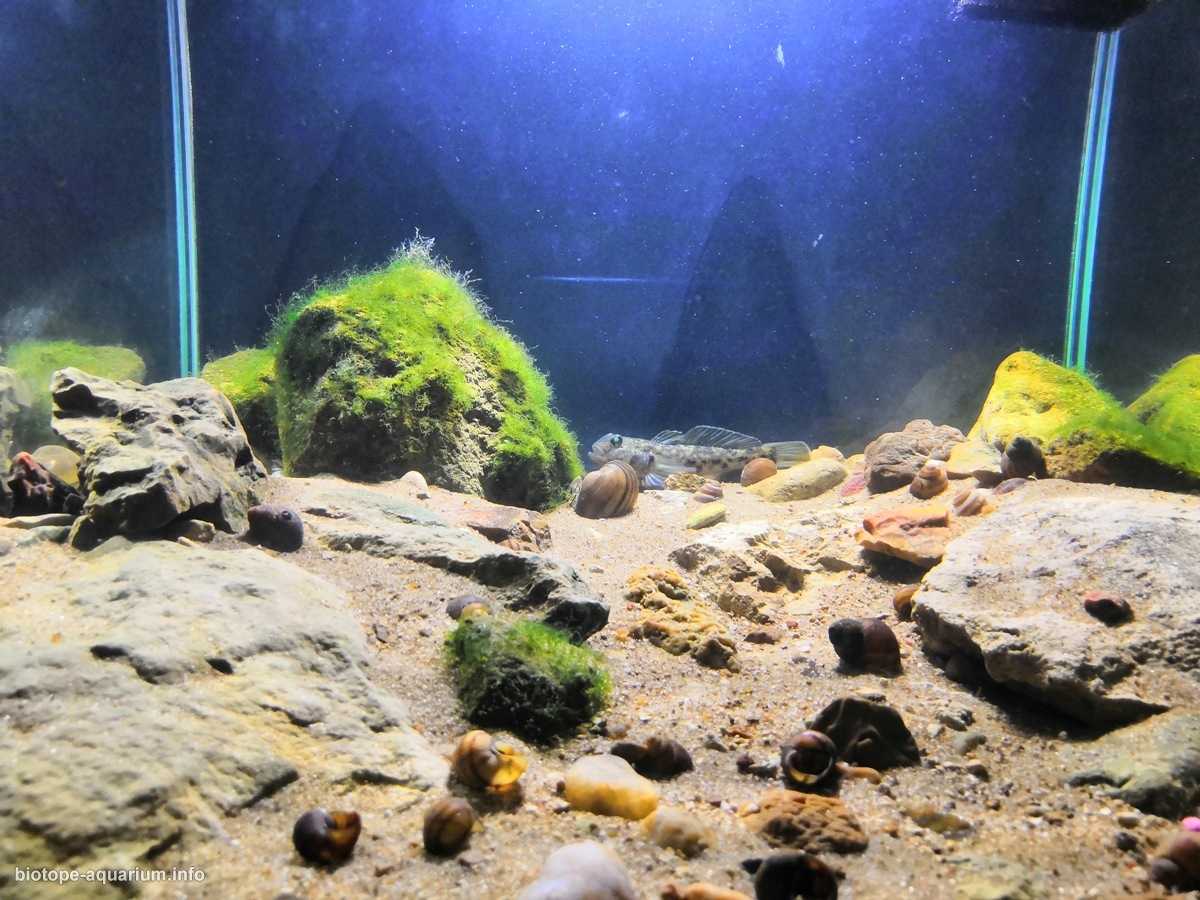 莫斯科奥卡河的石质河岸原生缸造景 19年75名