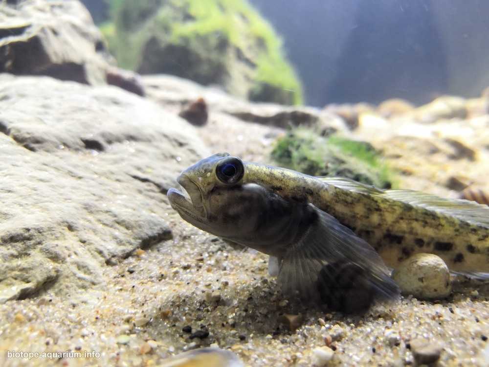 莫斯科奥卡河的石质河岸原生缸造景 19年75名