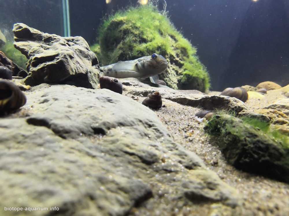 莫斯科奥卡河的石质河岸原生缸造景 19年75名