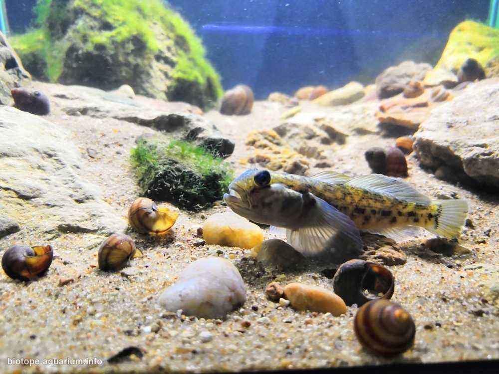 莫斯科奥卡河的石质河岸原生缸造景 19年75名