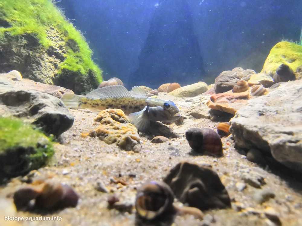 莫斯科奥卡河的石质河岸原生缸造景 19年75名