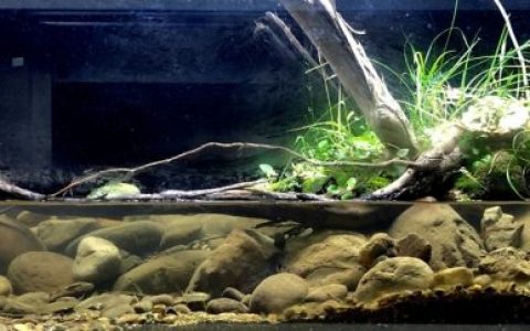 台湾高雄荖浓溪流缸原生造景 19年第77名