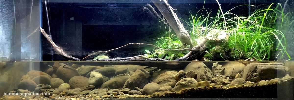 台湾高雄荖浓溪流缸原生造景 19年第77名