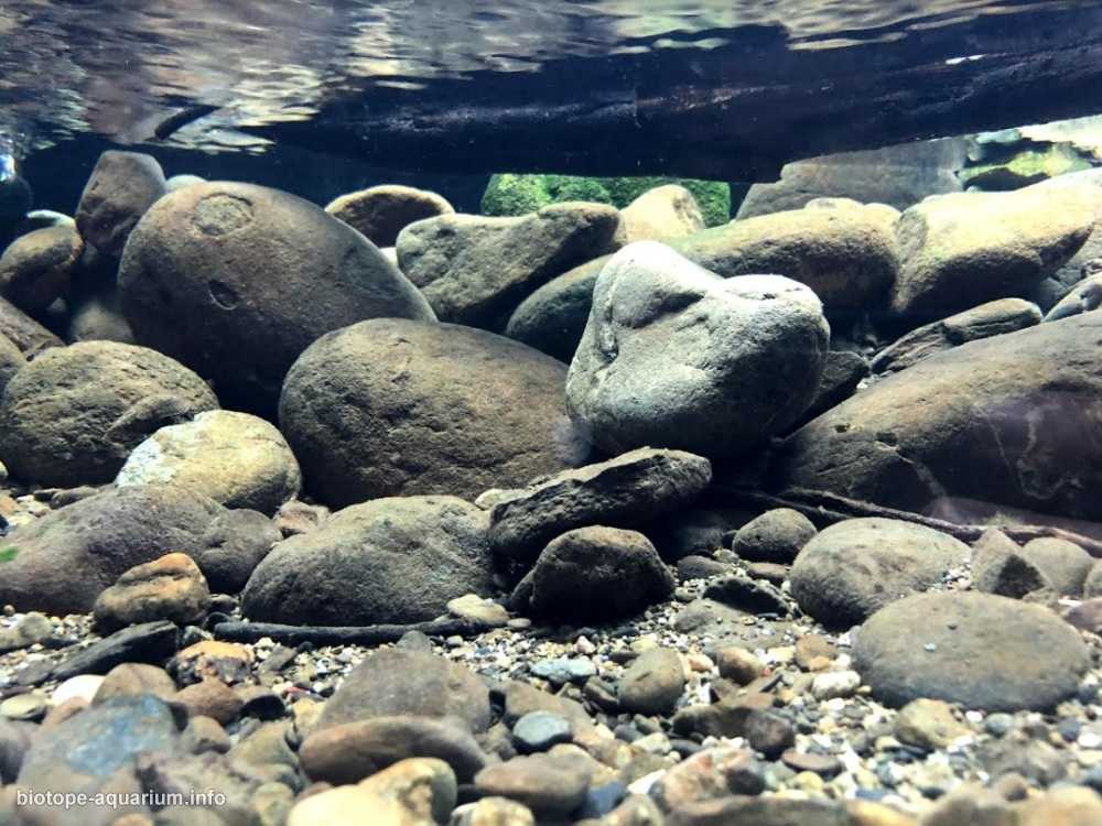 台湾高雄荖浓溪流缸原生造景 19年第77名