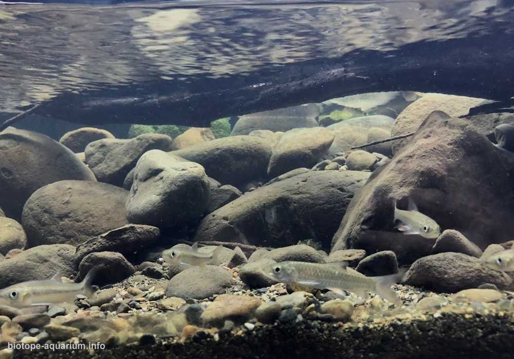 台湾高雄荖浓溪流缸原生造景 19年第77名