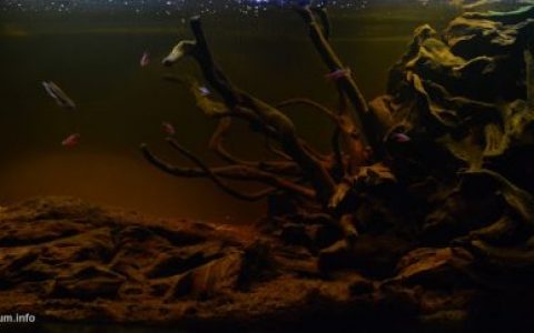 亚马逊内格罗河水系中的一条小溪原生缸造景 19年第78名