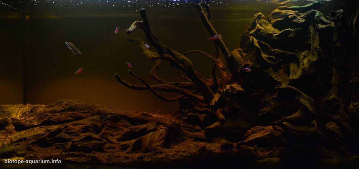 亚马逊内格罗河水系中的一条小溪原生缸造景 19年第78名