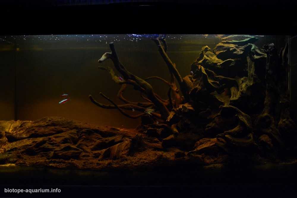 亚马逊内格罗河水系中的一条小溪原生缸造景 19年第78名