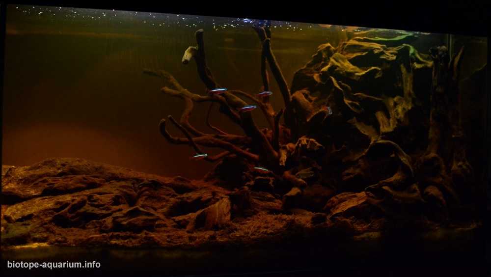 亚马逊内格罗河水系中的一条小溪原生缸造景 19年第78名