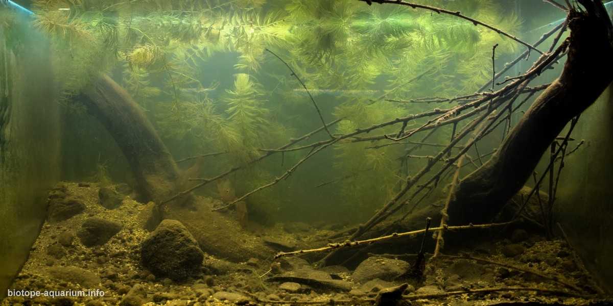 危地马纳瓦拉特河冬季河岸原生缸造景 19年第79名