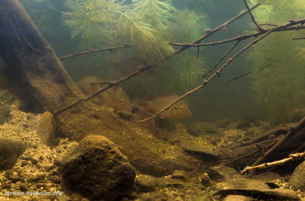 危地马纳瓦拉特河冬季河岸原生缸造景 19年第79名