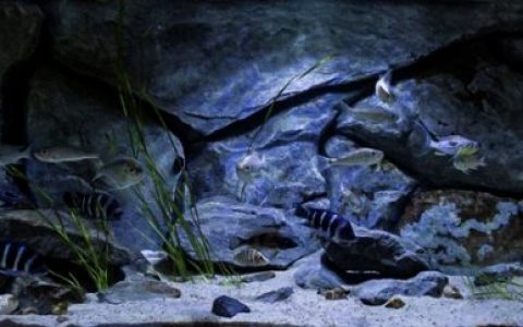 刚果坦噶尼喀湖岩石底质三湖慈鲷原生缸造景 19年第82名