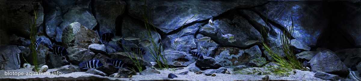 刚果坦噶尼喀湖岩石底质三湖慈鲷原生缸造景 19年第82名