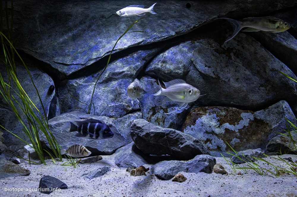 刚果坦噶尼喀湖岩石底质三湖慈鲷原生缸造景 19年第82名