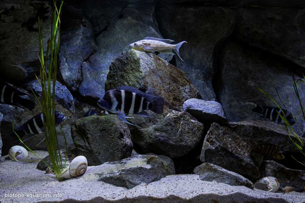 刚果坦噶尼喀湖岩石底质三湖慈鲷原生缸造景 19年第82名