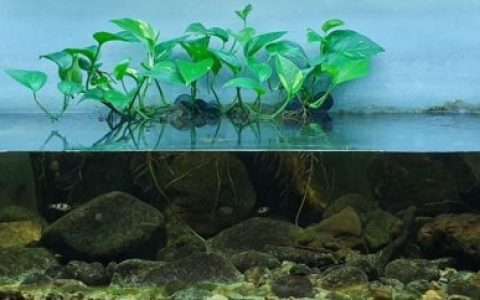 印度泰米尔纳德邦小溪原生缸造景 19年第83名