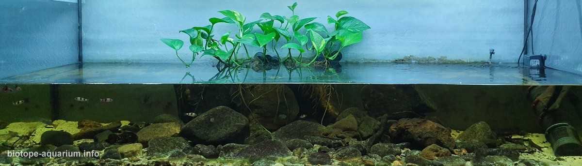 印度泰米尔纳德邦小溪原生缸造景 19年第83名