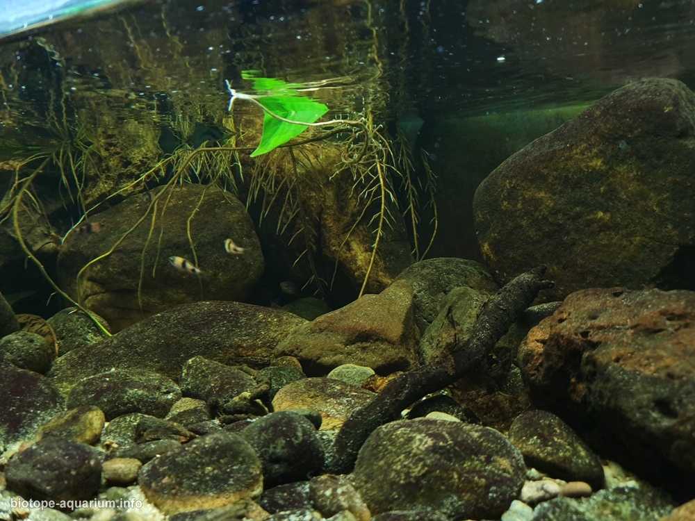 印度泰米尔纳德邦小溪原生缸造景 19年第83名